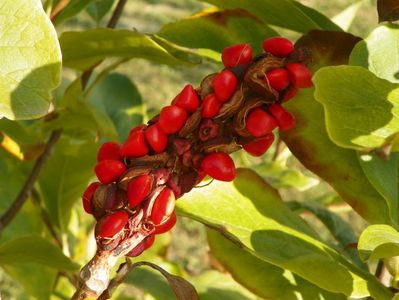 magnolia Rustica Rubra