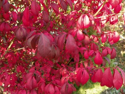 euonymus alatus Compactum