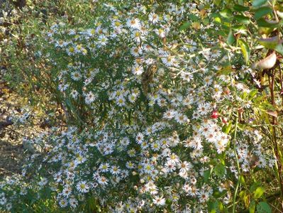 aster din padure