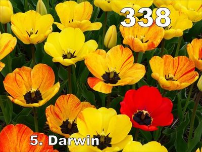 lalele cadou 338; darwina cu talie inalta si flori mari, cu colorit variabil, predominant nuante deschise
