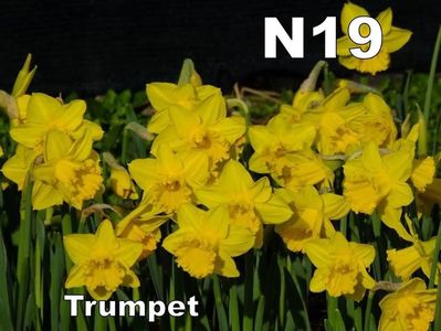narcise cadou n19; N19 - galben complet, floare mare, talie inalta, inflorire timpurie si medie
