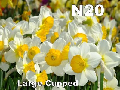 narcise cadou n20; N20 - alb cu cupa galbena, inflorire medie spre tardiva, floare mare, talie medie
