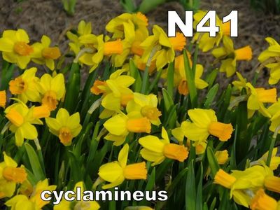 narcise cadou n41; N41 - talie mica spre medie, flori medii, inflorire timpurie, rezista mult
