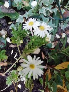 Aster ageratoides Ashvi