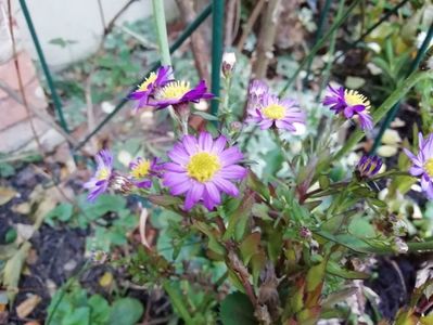 Aster ageratoides Ezo Murasaki