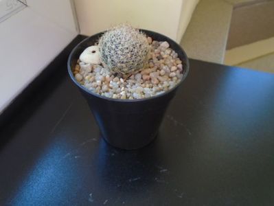 Mammillaria picta