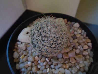 Mammillaria picta