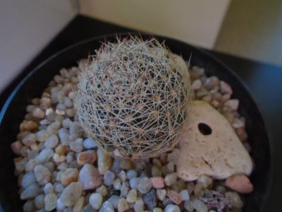 Mammillaria picta