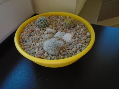 Grup de 3 cactusi; Mammillaria glassii v. nominis-dulcis
Mammillaria schiedeana
Echinopsis oxygona
