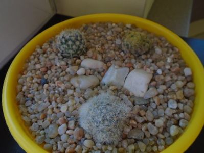 Grup de 3 cactusi; Mammillaria glassii v. nominis-dulcis
Mammillaria schiedeana
Echinopsis oxygona
