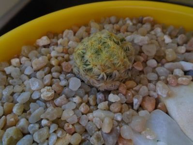 Mammillaria schiedeana