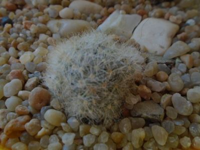 Mammillaria glassii v. nominis-dulcis