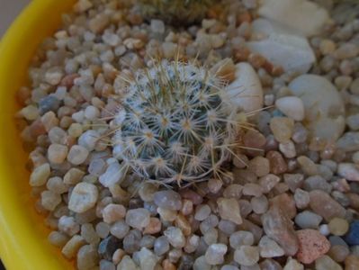 Echinopsis oxygona