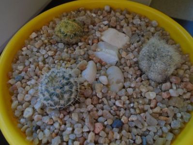 Grup de 3 cactusi; Mammillaria glassii v. nominis-dulcis
Mammillaria schiedeana
Echinopsis oxygona
