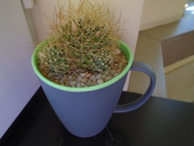 Mammillaria decipiens ssp. camptotricha