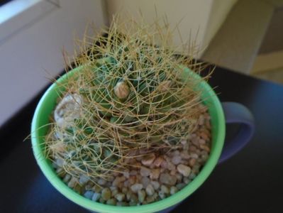 Mammillaria decipiens ssp. camptotricha