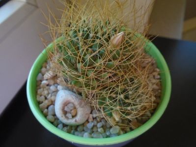 Mammillaria decipiens ssp. camptotricha