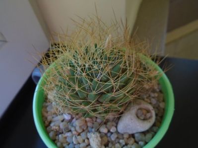 Mammillaria decipiens ssp. camptotricha