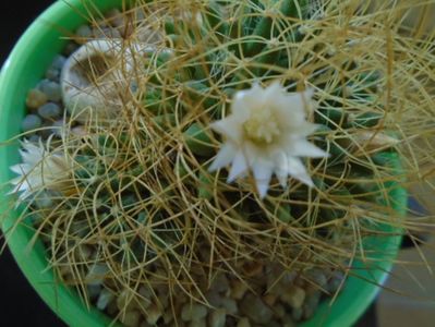 Mammillaria decipiens ssp. camptotricha