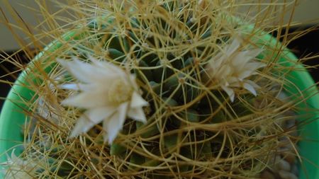 Mammillaria decipiens ssp. camptotricha