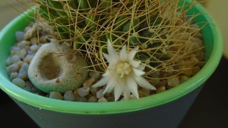 Mammillaria decipiens ssp. camptotricha