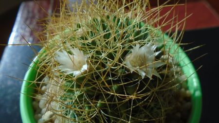 Mammillaria decipiens ssp. camptotricha