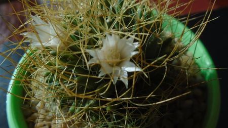 Mammillaria decipiens ssp. camptotricha