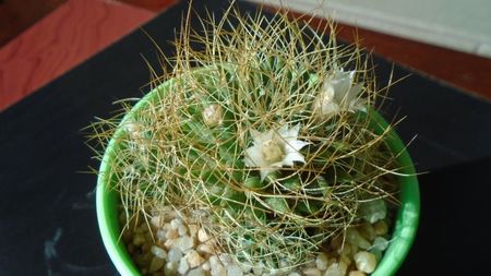 Mammillaria decipiens ssp. camptotricha