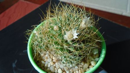 Mammillaria decipiens ssp. camptotricha