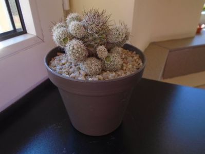 Mammillaria vetula ssp. gracilis cv. Antje