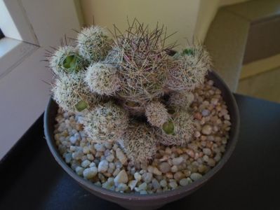 Mammillaria vetula ssp. gracilis cv. Antje