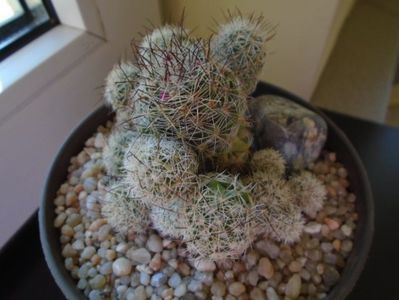 Mammillaria vetula ssp. gracilis cv. Antje