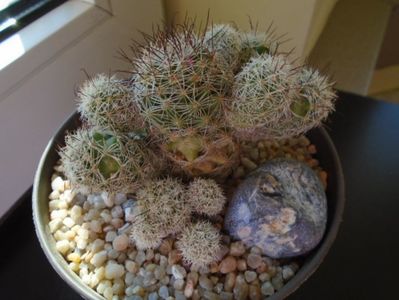 Mammillaria vetula ssp. gracilis cv. Antje