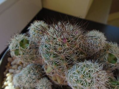 Mammillaria vetula ssp. gracilis cv. Antje