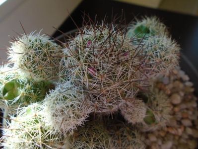 Mammillaria vetula ssp. gracilis cv. Antje