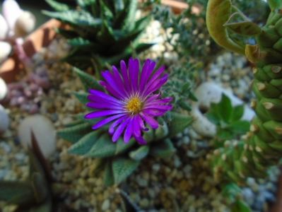 Trichodiadema bulbosum