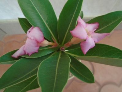 Adenium arabicum "Tiny Ding-dong"