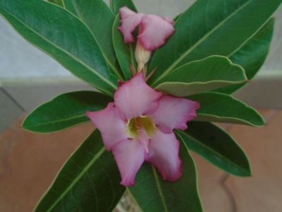 Adenium arabicum "Tiny Ding-dong"