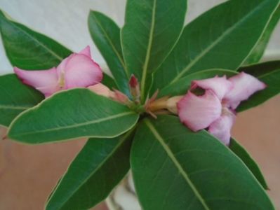 Adenium arabicum "Tiny Ding-dong"