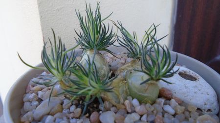 Ornithogalum sardienii