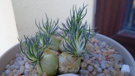 Ornithogalum sardienii