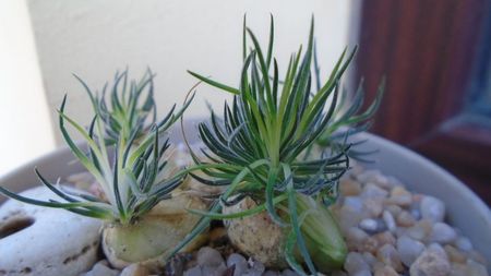 Ornithogalum sardienii