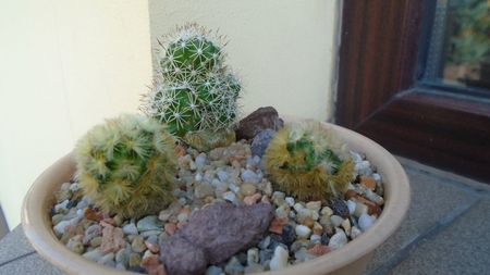 Grup de 3 Mammillaria; Mammillaria sphacelata
Mammillaria carmenae 
Mammillaria carmenae rubrispina
