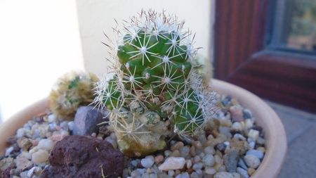 Mammillaria sphacelata