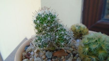 Mammillaria sphacelata