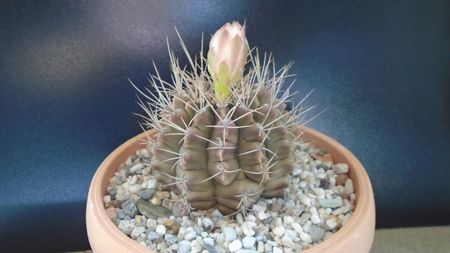 Gymnocalycium mihanovichii