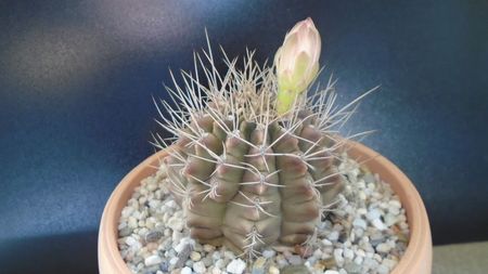 Gymnocalycium mihanovichii