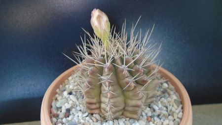 Gymnocalycium mihanovichii