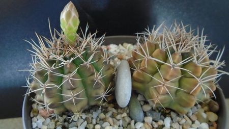 Gymnocalycium damsii v. tucavocense