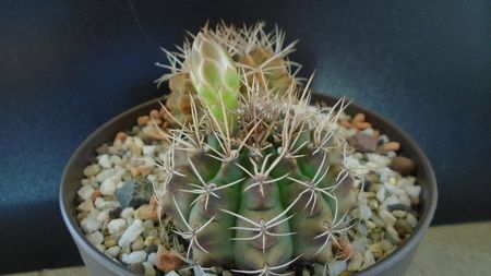 Gymnocalycium damsii v. tucavocense